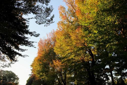 紅葉 紅葉,抜け道,夕方の写真素材