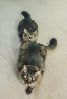 きょうだいでネコ列車 きょうだいでネコ列車 猫,ねこ,遊ぶの写真素材