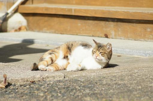 ねこ ねこの写真