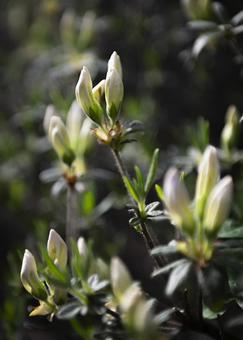 Bud, JPG