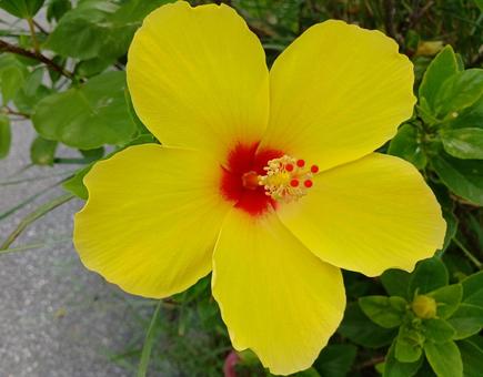 ブッソウゲ ブッソウゲ ブッソウゲ,仏桑花,扶桑花の写真素材