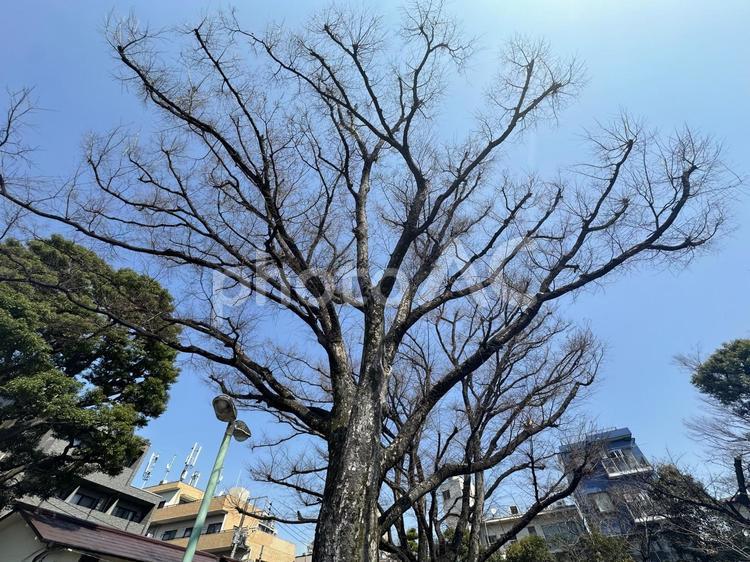 快晴の空に冬の大きな木 冬,景色,風景の写真素材
