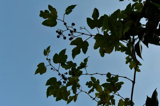 ノブドウのつる ノブドウ,つる,秋の写真素材