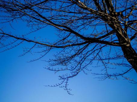 枯れ木と青い冬の空 背景,冬,枯れ木の写真素材