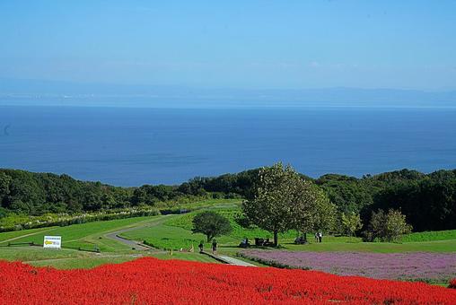 淡路島　あわじ花さじき82　サルビア 兵庫県,あわじ花さじき,サルビアの写真素材