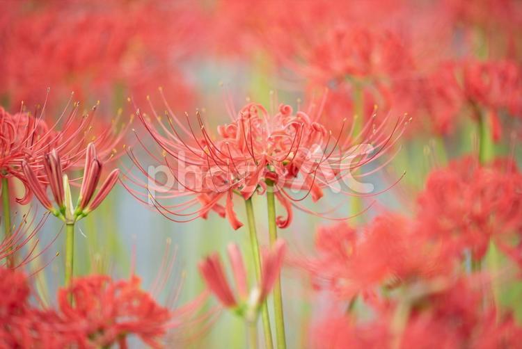 赤い彼岸花　曼珠沙華 彼岸花,曼珠沙華,ヒガンバナの写真素材