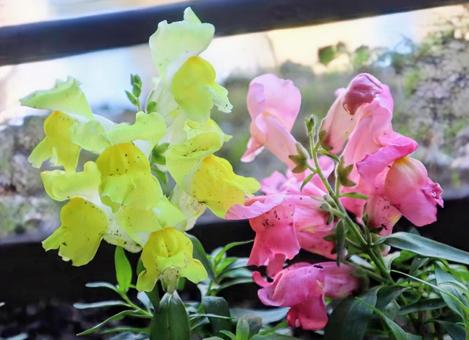 アンチリナムの写真