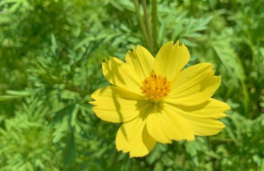 キバナコスモス キバナコスモスの写真