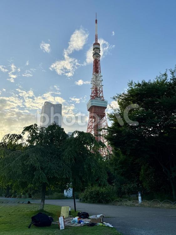 夕方　芝公園から東京タワーが見える 芝生,夕方,夕暮れの写真素材