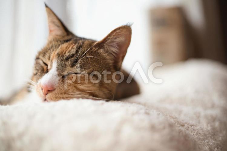 眠たいにゃー 猫,新潟,寝てる猫の写真素材