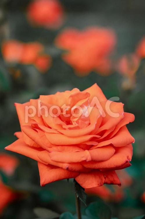 信頼の証 薔薇,バラ,roseの写真素材