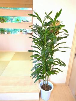 大型観葉植物 グローカル 10号鉢 大型観葉植物 グローカル 10号鉢 大型観葉植物,グローカル,観葉植物の写真素材