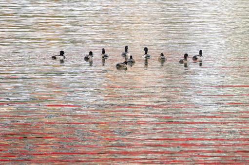 キンクロハジロの群れ⑴ キンクロハジロの群れ⑴ 鳥,野鳥,キンクロハジロの写真素材