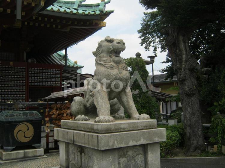 狛犬（虎のよう） 狛犬,虎,阿の写真素材