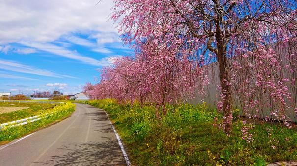 菜の花としだれ桜 菜の花としだれ桜 の写真