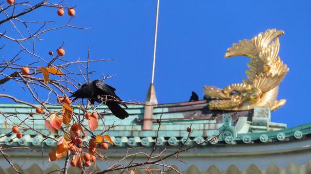 名古屋城　金鯱の前で柿の実を食べるカラス 名古屋城,尾張徳川家,御三家の写真素材