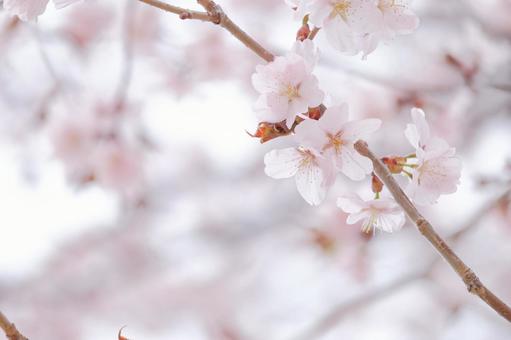 桜 桜の写真