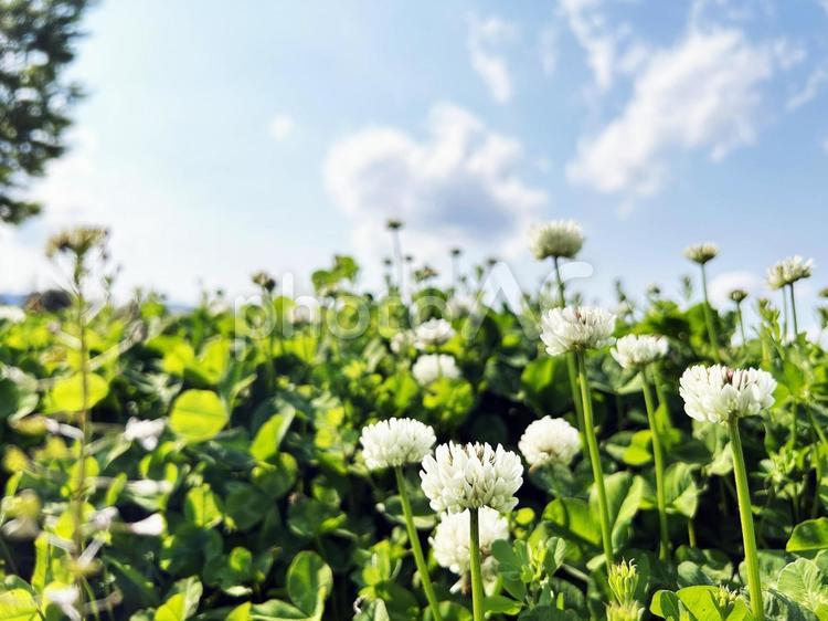 日を浴びるシロツメクサの花と青空 シロツメクサ,クローバー,花の写真素材
