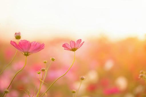 優しい秋の光に包まれるコスモス コスモス,秋,夕暮れの写真素材