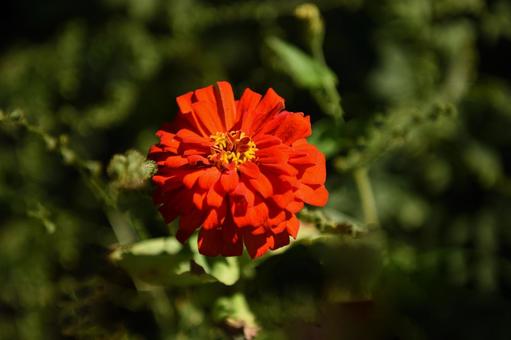 百日草の花 百日草の花の写真