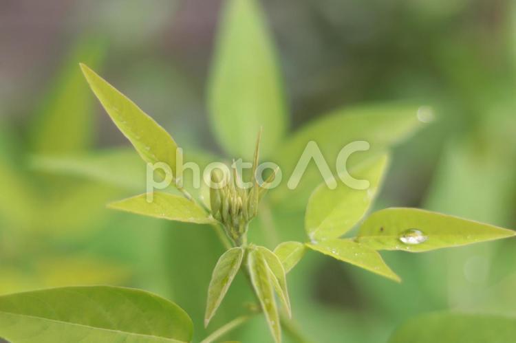 みどりの葉と雨粒 葉,自然,栽培の写真素材