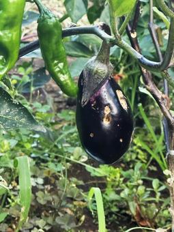 Photo, home garden, summer, outdoors, 