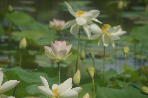 蓮 蓮 蓮,夏,自然の写真素材