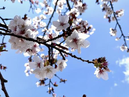 桜と青空 07 桜と青空 07 桜,ソメイヨシノ,花の写真素材