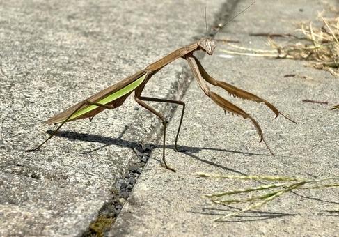 オオカマキリ オオカマキリ オオカマキリ,昆虫,生き物の写真素材
