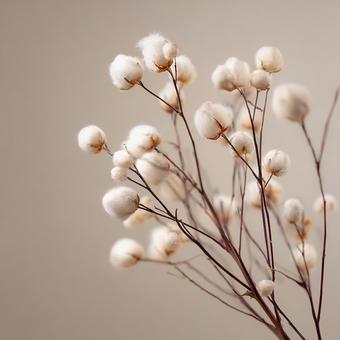 ミニマムな綿花の枝の美しさ ミニマムな綿花の枝の美しさの写真