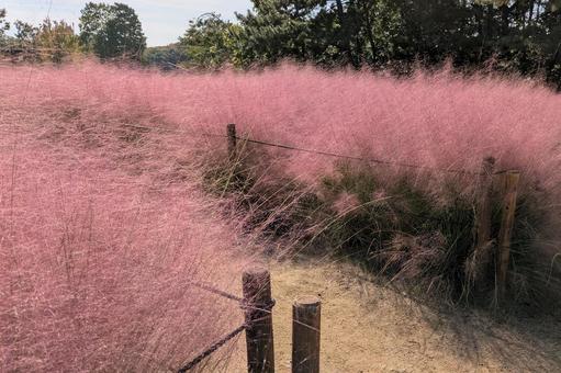 ミューレンベルギア・カピラリス_01 ミューレンベルギア,ミューレンベルギアカピラリス,ピンクミューリーの写真素材