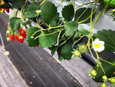 Photo, strawberry, strawberry picking, plantation, 