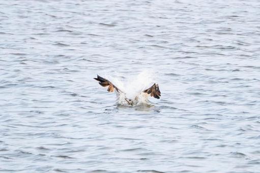 ミサゴ(141)の写真