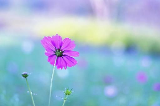 美しい背景とピンクのコスモス 美しい背景とピンクのコスモス コスモス,秋,花の写真素材