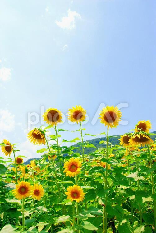 夏空のひまわり畑 ひまわり,ひまわり畑,空の写真素材