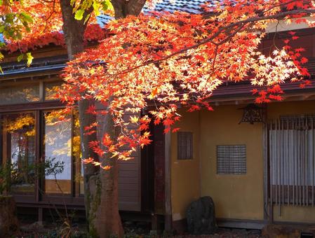 赤く染まった「ももじ園」 紅葉,モミジ,もみじの写真素材