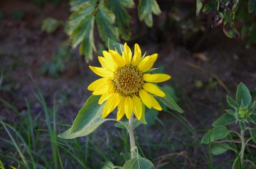 ひまわり 花,ひまわり,ヒマワリの写真素材