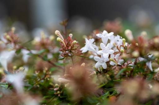 Photo, averia, flower, white, 