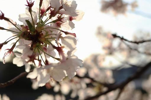 夕方の青空の中で綺麗に咲く満開の桜 夕方の青空の中で綺麗に咲く満開の桜の写真