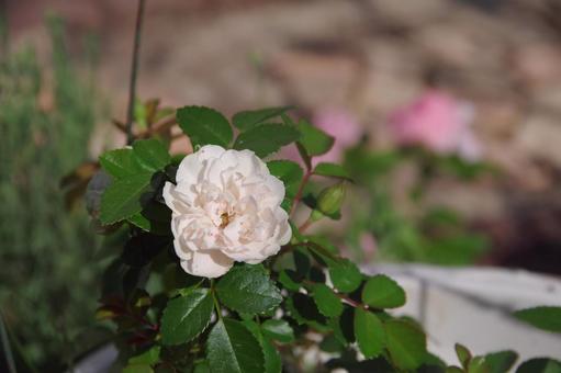 ミニバラの写真