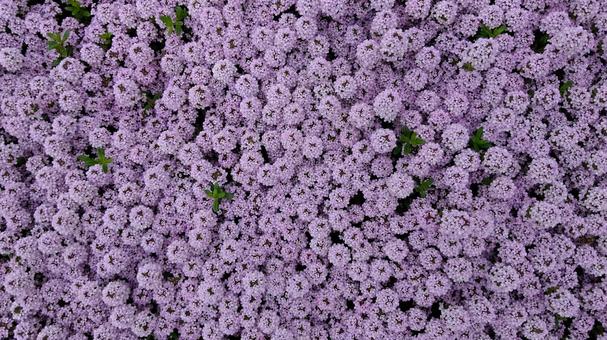 花の背景 花の背景の写真