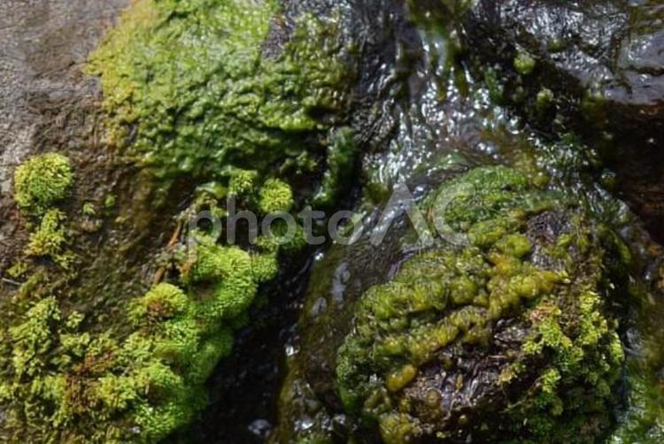 水辺の苔　岩を流れる水 苔,岩,水の写真素材