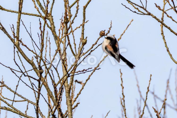 エナガ⒀ 野鳥,エナガ,エナガ科の写真素材
