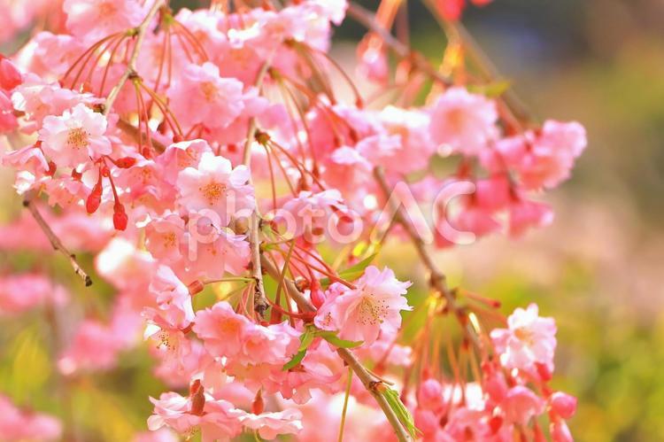 美しいピンクの枝垂桜 植物,花,桜の写真素材