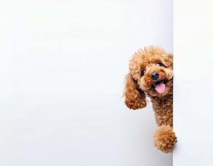 壁からひょっこり顔をだすワンちゃん8 壁からひょっこり顔をだすワンちゃん8の写真