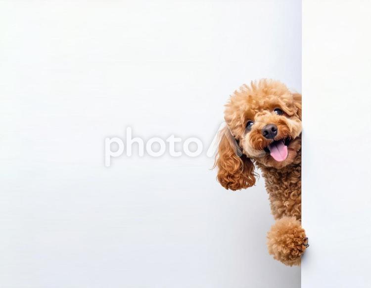 壁からひょっこり顔をだすワンちゃん8 犬,ペット,トイプードルの写真素材