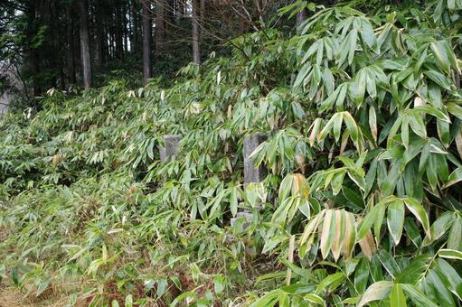 都井睦雄のお墓の周辺 都井睦雄,津山,岡山の写真素材
