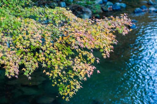 色づき始める紅葉 色づき始める紅葉 紅葉,川,初秋の写真素材