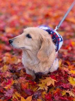 紅葉を散歩するミニチュアダックスフンド 犬,ダックス,ミニチュアダックスの写真素材