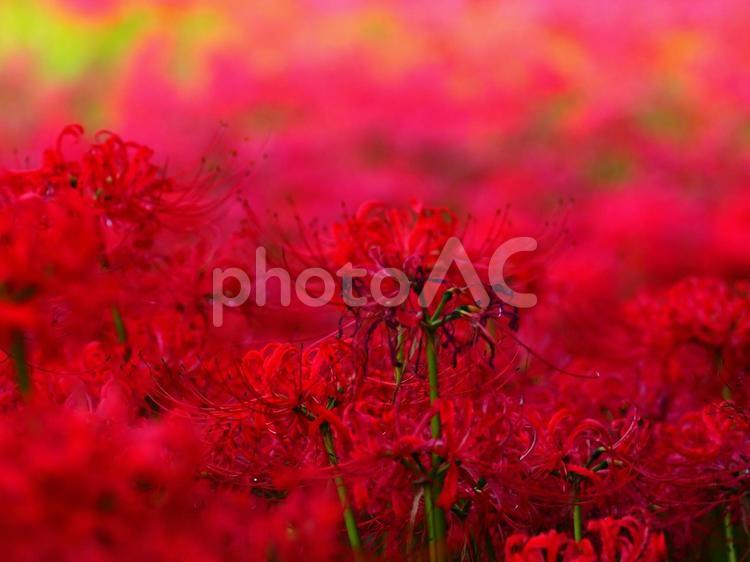 毒々しい印象のヒガンバナ 花,ヒガンバナ,彼岸花の写真素材
